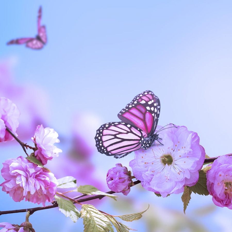 L’hypnose ericksonienne - hypnoclic.ch